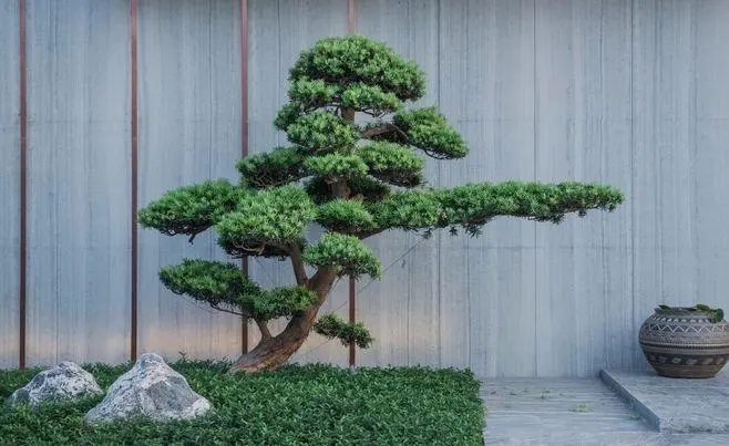 潞城景观松种植基地